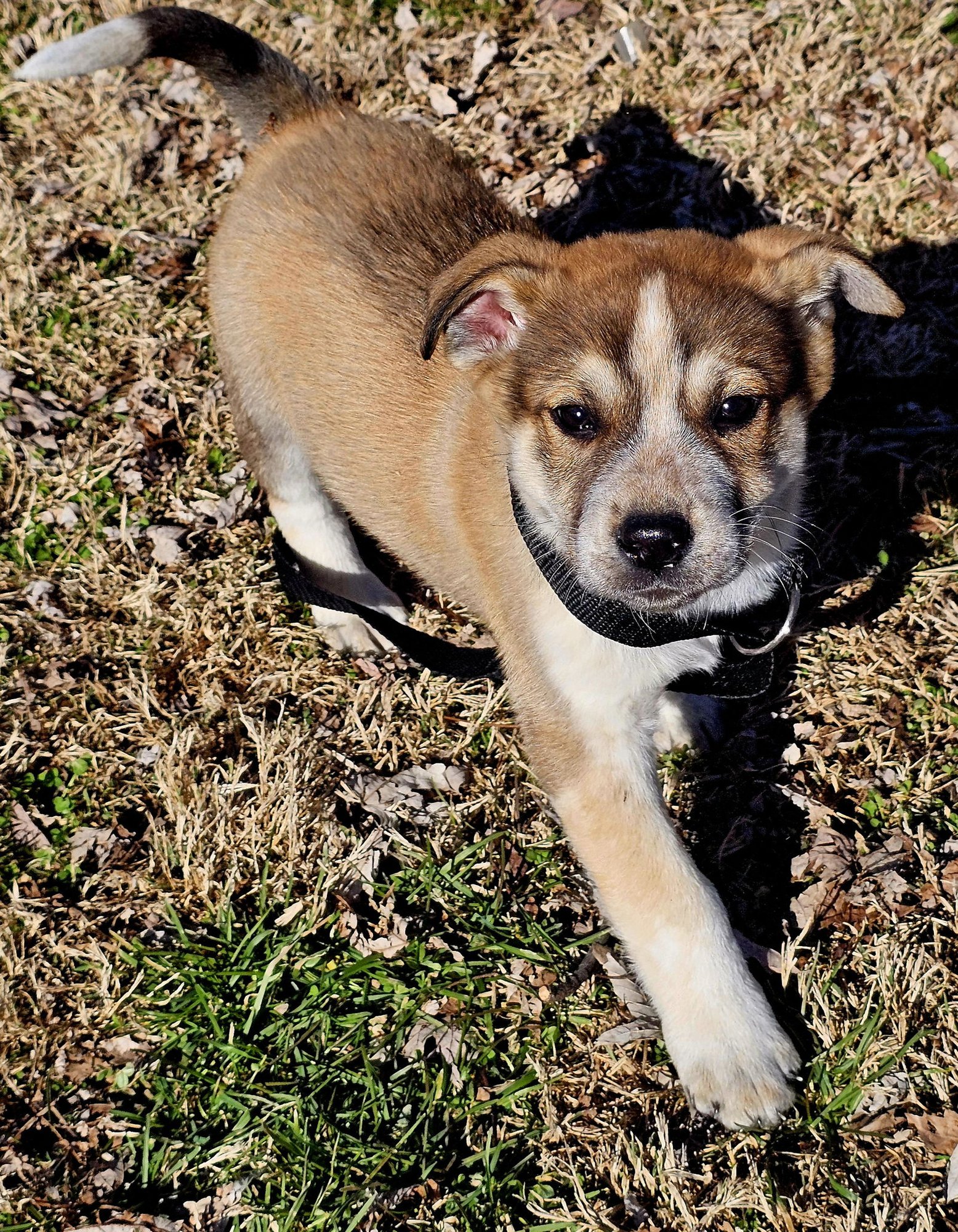 PUPPY JUDE - Labrador Retriever available for adoption