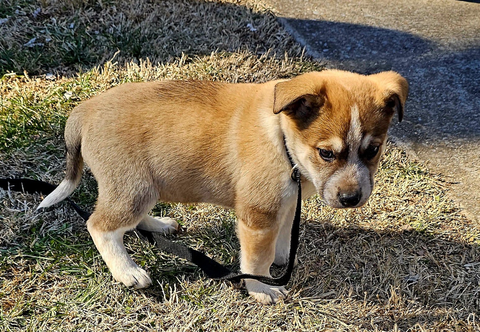 PUPPY JUDE - Photo 3