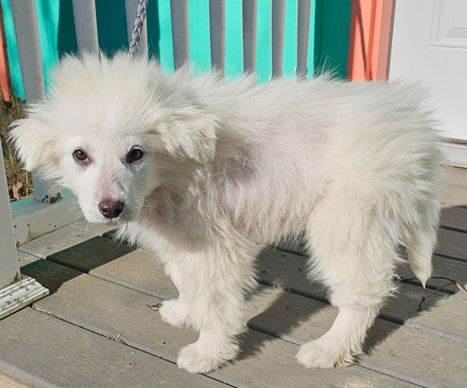 PUPPY SYLVIA - Great Pyrenees available for adoption