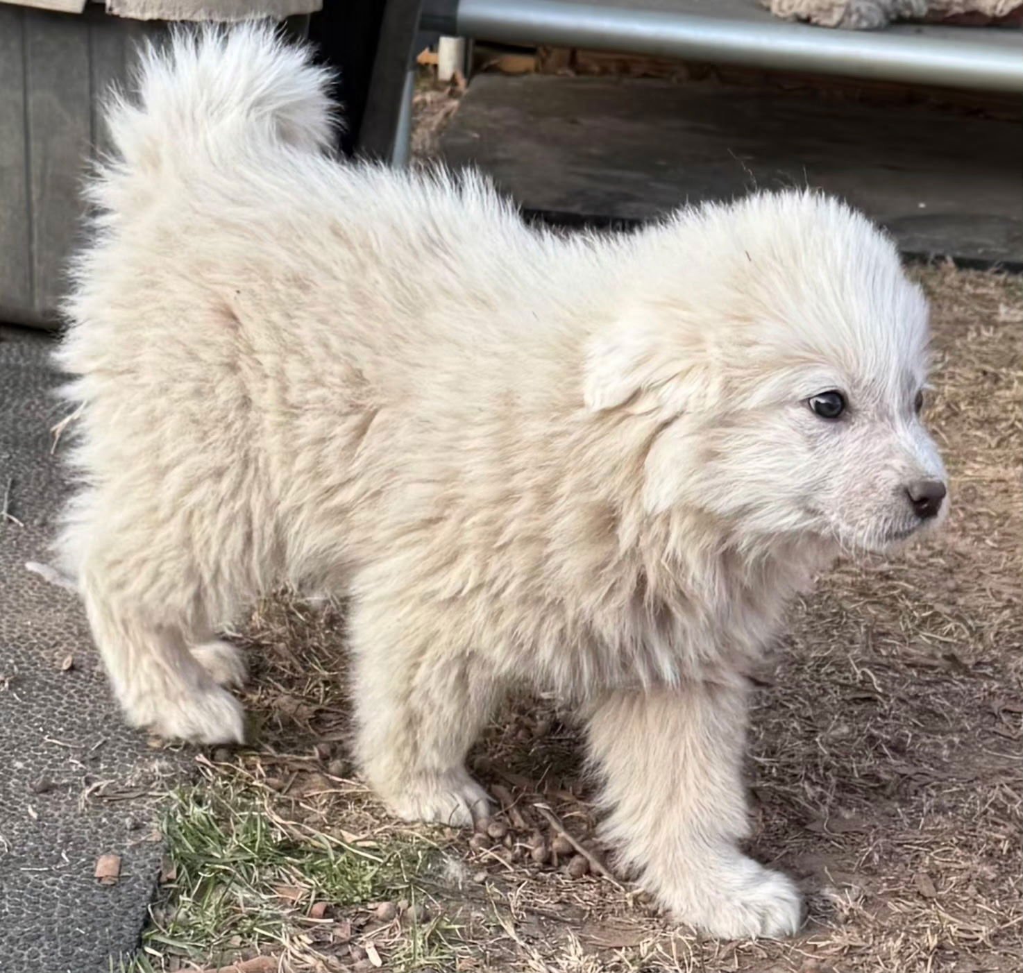 PUPPY SYLVIA - Photo 3