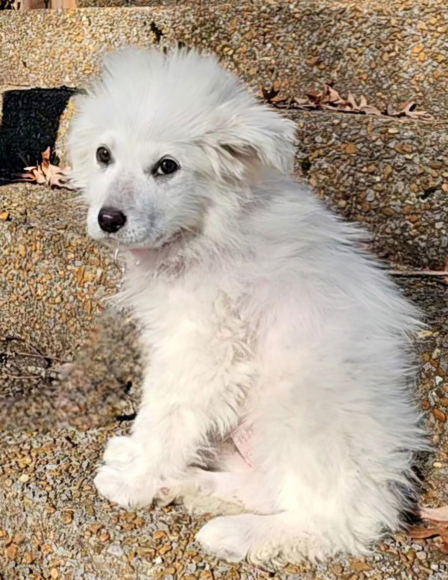 PUPPY SYLVIA - Photo 4