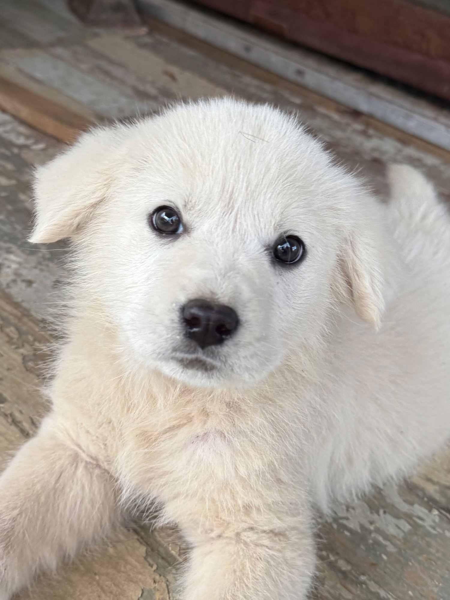 PUPPY IRIS - Great Pyrenees available for adoption