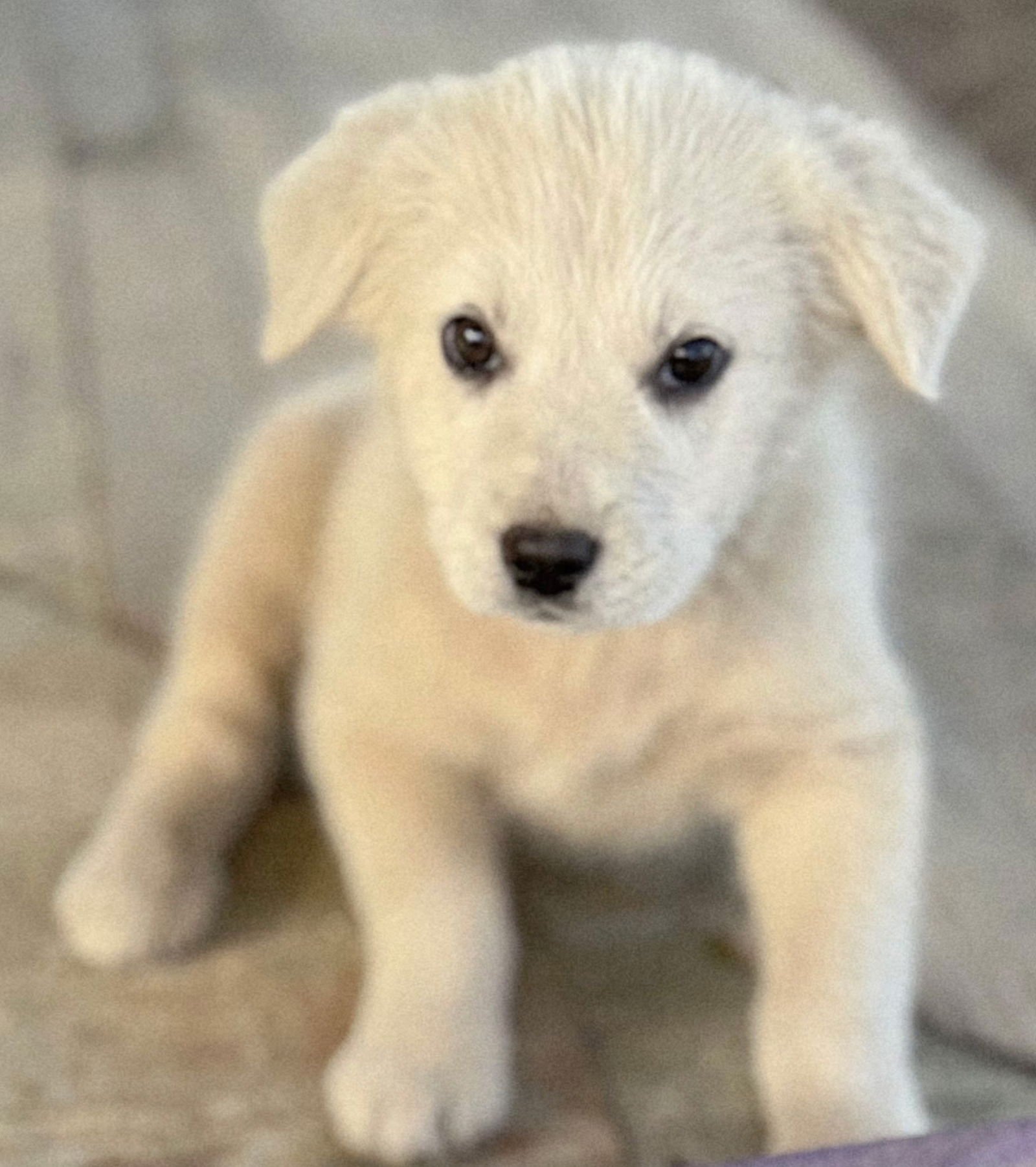 PUPPY IRIS - Great Pyrenees available for adoption