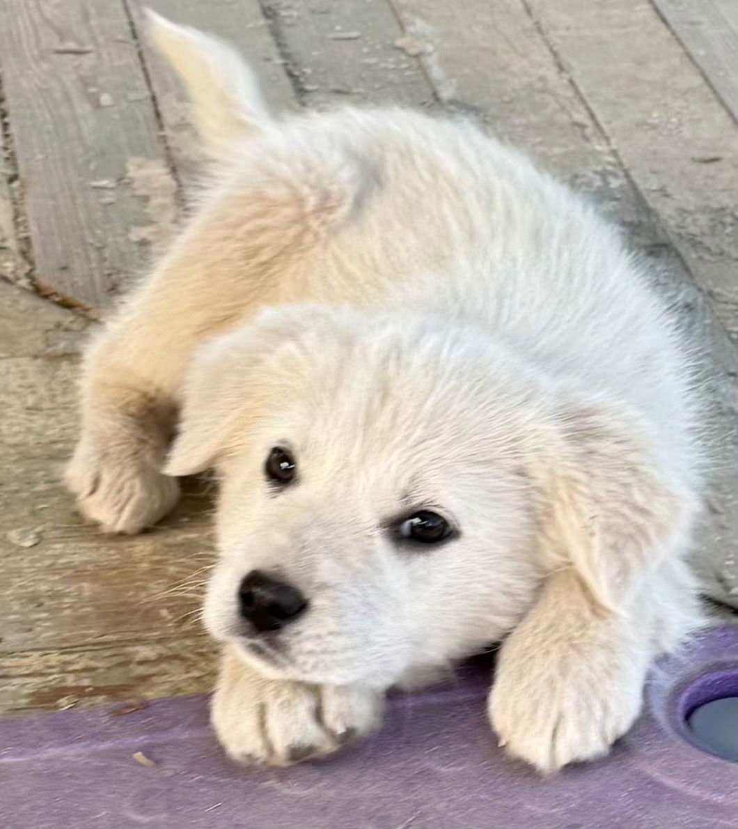 PUPPY IRIS - Photo 4