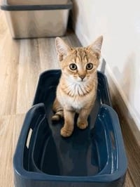KITTEN TWISTER - Photo 2