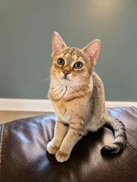 KITTEN TWISTER - Photo 1