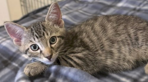 KITTEN BUTTONS-THE BRAVE LITTLE TIGER - Tabby available for adoption