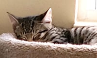 KITTEN BUTTONS-THE BRAVE LITTLE TIGER - Photo 4