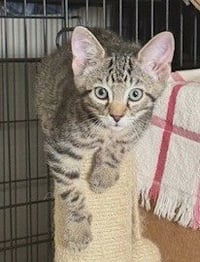 KITTEN BUTTONS-THE BRAVE LITTLE TIGER - Photo 3