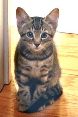 KITTEN BUTTONS-THE BRAVE LITTLE TIGER Image