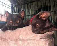 KITTEN DAHLIA - Photo 3