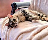 KITTEN TESSA - Photo 3