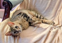 KITTEN TESSA - Photo 4