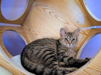 KITTEN TESSA - Photo 1