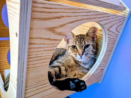 KITTEN TESSA - Tabby available for adoption
