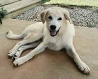 PUPPY TILLY - Photo 4