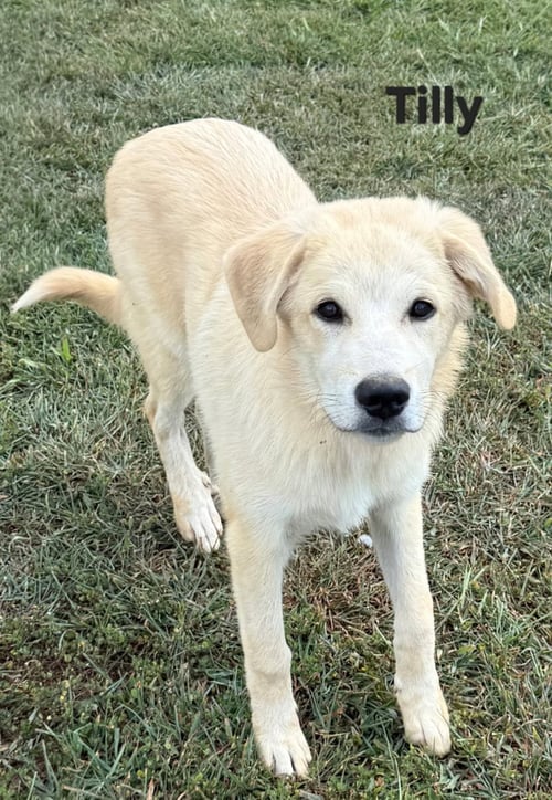 PUPPY TILLY - Australian Shepherd / Great Pyrenees available for adoption