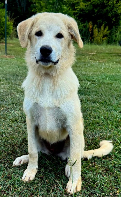 PUPPY TILLY - Australian Shepherd / Great Pyrenees available for adoption