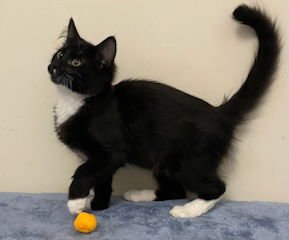 KITTEN FIGARO - Domestic Medium Hair available for adoption