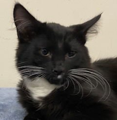 KITTEN FIGARO - Photo 4