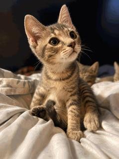 KITTEN WEEBLE - Domestic Short Hair available for adoption