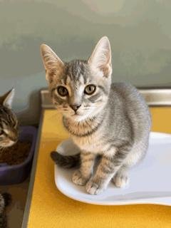 KITTEN WEEBLE - Domestic Short Hair available for adoption