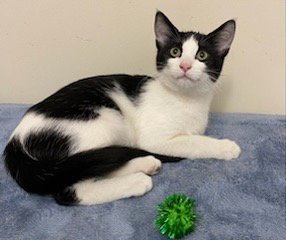 KITTEN FRANKIE - Domestic Short Hair available for adoption