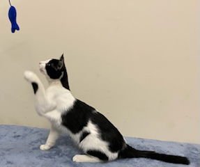 KITTEN FRANKIE - Photo 3