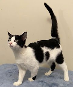 KITTEN FRANKIE - Photo 4