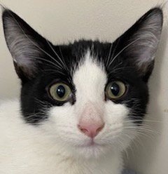 KITTEN FRANKIE Image