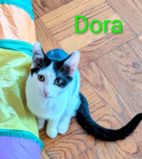 KITTEN DARLING DORA - Tuxedo available for adoption