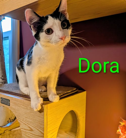 KITTEN DARLING DORA - Tuxedo available for adoption