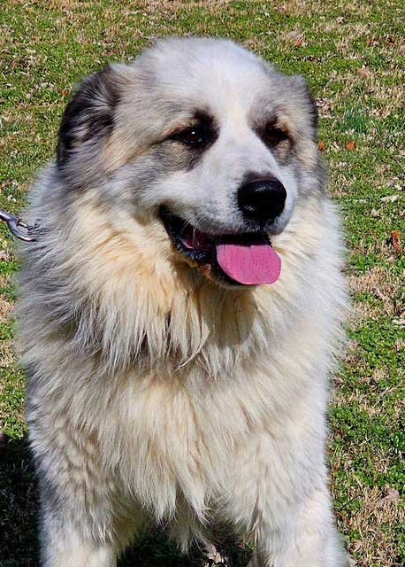 HARLEY - Great Pyrenees available for adoption