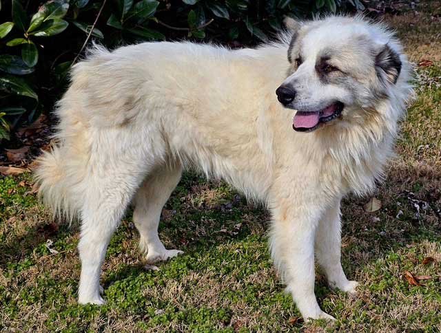 HARLEY - Great Pyrenees available for adoption
