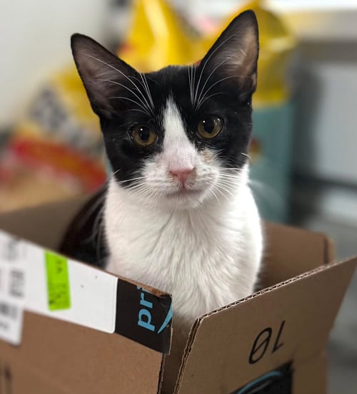 KITTEN CLARA BOW - Domestic Short Hair available for adoption