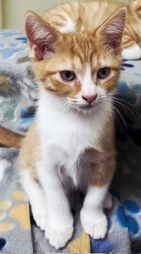 KITTEN BIEBER - Photo 2