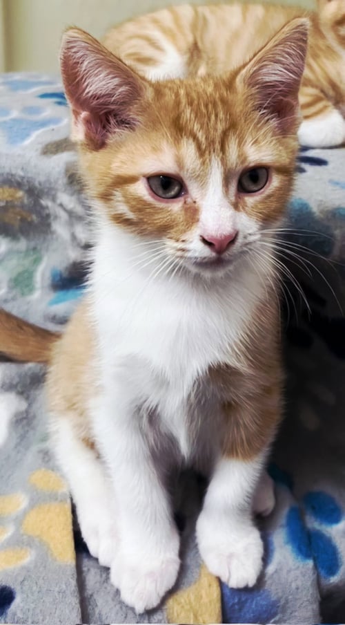 KITTEN BIEBER - Tabby available for adoption