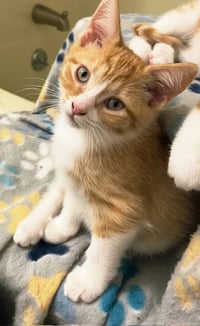 KITTEN BIEBER - Photo 3