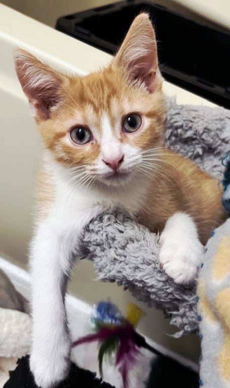 KITTEN BIEBER Image