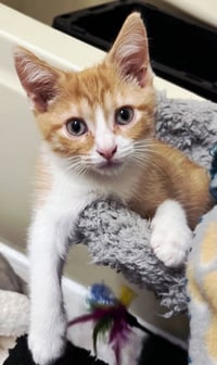KITTEN BIEBER - Photo 1