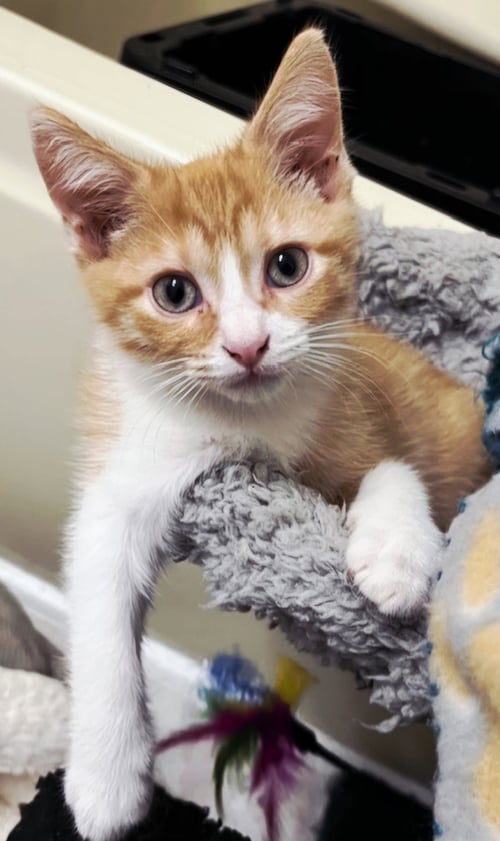 KITTEN BIEBER - Tabby available for adoption