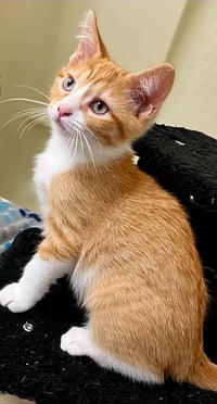 KITTEN BIEBER - Photo 4