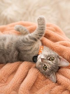PEUGOT - Domestic Short Hair available for adoption