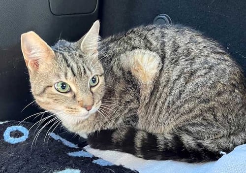 MAVERICK - Tabby available for adoption