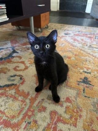 KITTEN CARLITA - Domestic Short Hair available for adoption