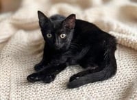 KITTEN CARLITA - Photo 2