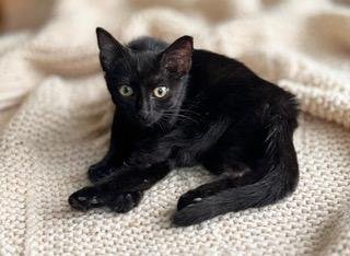 KITTEN CARLITA - Domestic Short Hair available for adoption