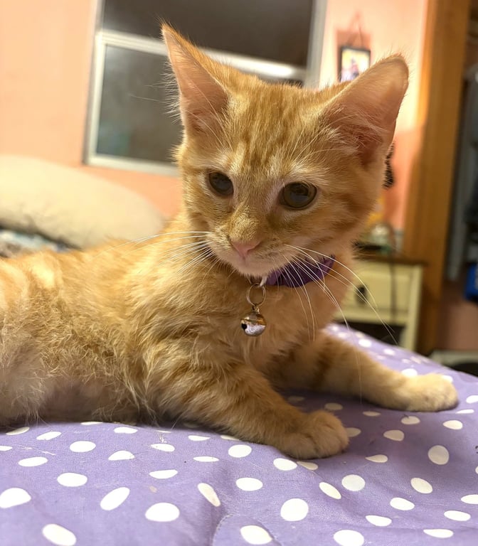 KITTEN JERRY Image