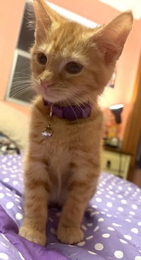 KITTEN JERRY - Photo 2