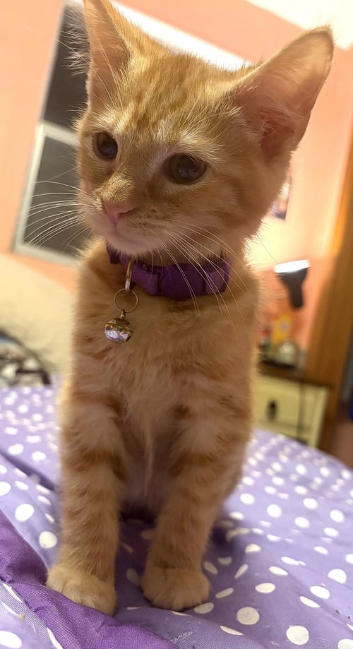 KITTEN JERRY - Tabby available for adoption